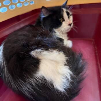 Milky Way -  Domestic Long Hair Cat for Adoption in Ashtabula, Ohio - Milky Way | PetCurious
