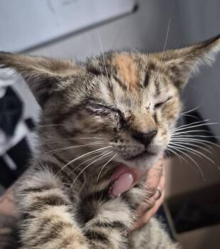 Surgery Suite Autumn -  Domestic Short Hair Cat for Adoption in Lawrenceville, Georgia - Surgery Suite Autumn | PetCurious