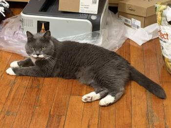 Lucy -  Domestic Short Hair Cat for Adoption - Lucy | PetCurious
