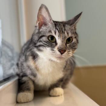 Mabel -  Domestic Short Hair Cat for Adoption in Clavet, Saskatchewan - Mabel | PetCurious