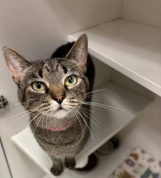 Brie -  Domestic Short Hair Cat for Adoption in Frankfort, Kentucky - Brie | PetCurious