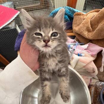 Kiwi -  Domestic Medium Hair Cat for Adoption in Los Angeles, California - Kiwi | PetCurious