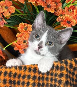 4/19/26 Lychee -  Domestic Short Hair Cat for Adoption in Stillwater, Oklahoma - 4/19/26 Lychee | PetCurious