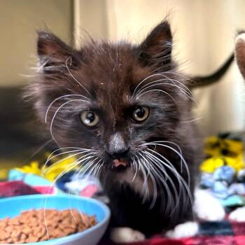 Domestic Long Hair and Domestic Short Hair Cats Available for Adoption in Woodinville, Washington - Penelope | PetCurious