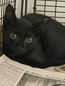 A2478046 -  Domestic Short Hair Cat for Adoption in Fort Lauderdale, Florida - A2478046 | PetCurious