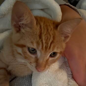 Rescue Domestic Short Hair Cats for Adoption in Fayetteville, Arkansas - Garfield | PetCurious