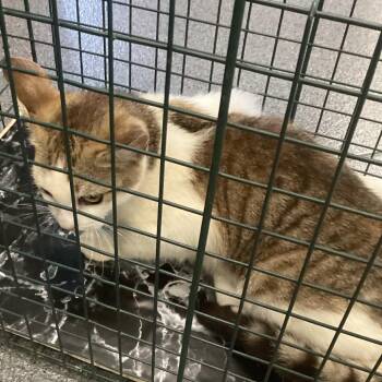 Domestic Short Hair Cats Available for Adoption - Short 1 | PetCurious