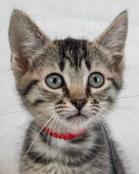 Koala -  Domestic Short Hair and Tabby Cat for Adoption in Kennesaw, Georgia - Koala | PetCurious