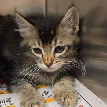 Cinnamon Toast Crunch -  Domestic Medium Hair Cat for Adoption in Asheville, North Carolina - Cinnamon Toast Crunch | PetCurious