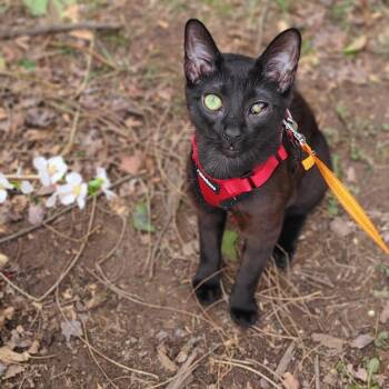 Rescue American Shorthair Cats for Adoption - Solè | PetCurious