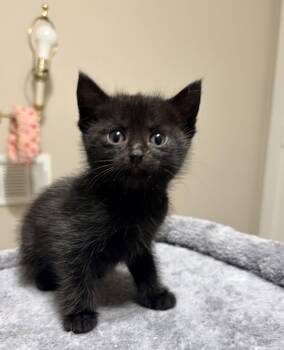 Soho -  Domestic Short Hair Cat for Adoption in The Woodlands, Texas - Soho | PetCurious