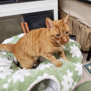 Domestic Short Hair Cats Available for Adoption in Scranton, Pennsylvania - Sampson | PetCurious