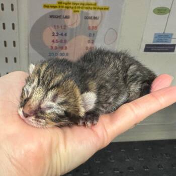 Hydra -  Domestic Short Hair Cat for Adoption in League City, Texas - Hydra | PetCurious
