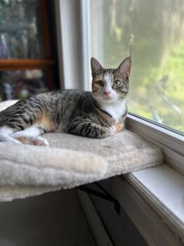 Rescue Calico and Tabby Cats for Adoption in Casselberry, Florida - Minnie | PetCurious