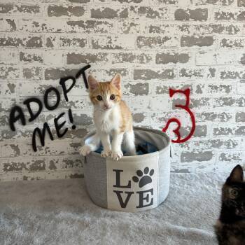 Charlie -  Domestic Short Hair and Ragdoll Cat for Adoption in San Tan Valley, Arizona - Charlie | PetCurious