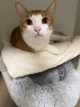 Domestic Short Hair Cats Available for Adoption in Boston, Massachusetts - APRICOT | PetCurious
