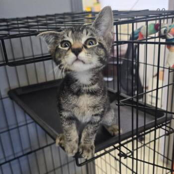 Domestic Short Hair Cats Available for Adoption in Spokane, Washington - Rowan | PetCurious