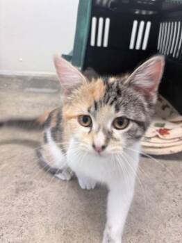 Millie -  Domestic Short Hair Cat for Adoption in Ogdensburg, New York - Millie | PetCurious