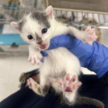 Ginger Ale -  Domestic Short Hair Cat for Adoption in Philadelphia, Pennsylvania - Ginger Ale | PetCurious