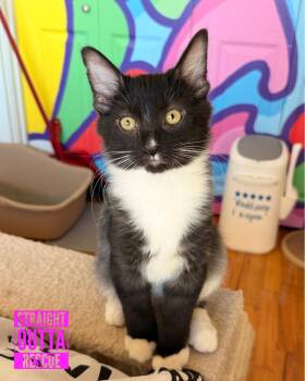 Latte -  Domestic Medium Hair Cat for Adoption in Vancouver, British Columbia - Latte | PetCurious
