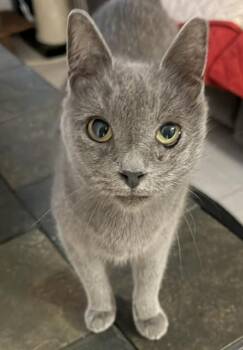 Minnie -  Domestic Short Hair Cat for Adoption in Aylett, Virginia - Minnie | PetCurious