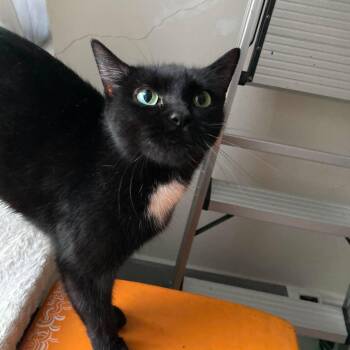 Dottie (must adopt with Mittens) -  Domestic Short Hair Cat for Adoption in New Bedford, Massachusetts - Dottie (must Adopt With Mittens) | PetCurious