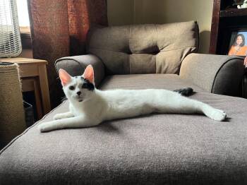Purrdita Puffin -  Domestic Short Hair Cat for Adoption in West Mifflin, Pennsylvania - Purrdita Puffin | PetCurious