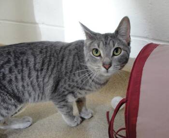 Sasha -  Domestic Short Hair Cat for Adoption in Plover, Wisconsin - Sasha | PetCurious