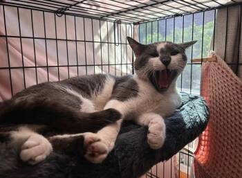 Ollie *foster to adopt* -  Domestic Short Hair Cat for Adoption in New York, New York - Ollie *foster To Adopt* | PetCurious