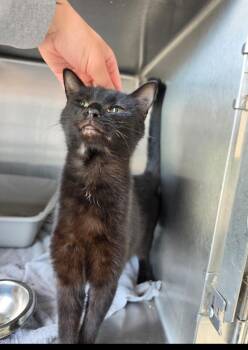 Attie -  Domestic Short Hair Cat for Adoption in Metamora, Illinois - Attie | PetCurious