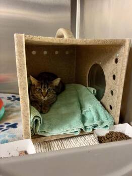 Karoline - Barn Cat -  Domestic Short Hair Cat for Adoption in Richmond, Virginia - Karoline - Barn Cat | PetCurious