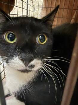 Domestic Short Hair Cats Available for Adoption in Honolulu, Hawaii - Emmett | PetCurious