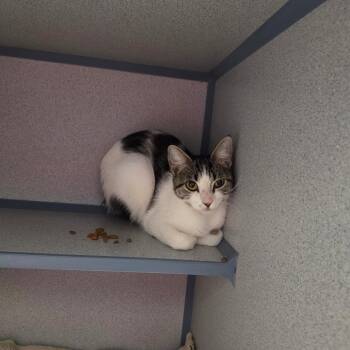 Vince the Pince -  Domestic Short Hair Cat for Adoption in North Battleford, Saskatchewan - Vince The Pince | PetCurious