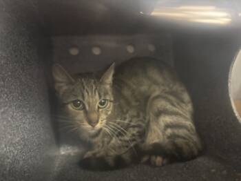 Rescue Domestic Short Hair Cats for Adoption in New York, New York - Fyodor | PetCurious