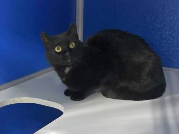 Elrok -  Domestic Short Hair Cat for Adoption in Colorado Springs, Colorado - Elrok | PetCurious