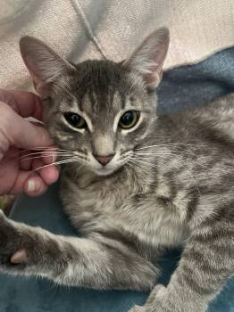 Domestic Short Hair Cats Available for Adoption - Princess Jasmine | PetCurious