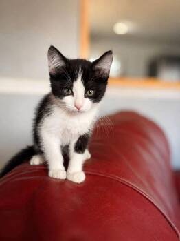 Benny -  Domestic Short Hair Cat for Adoption in Knoxville, Tennessee - Benny | PetCurious