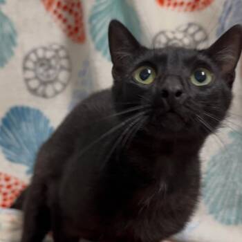 Russ -  Domestic Short Hair Cat for Adoption in Riverwoods, Illinois - Russ | PetCurious