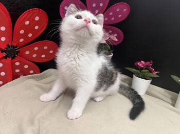 Tabby and Domestic Short Hair Cats Available for Adoption in Fayetteville, Georgia - Falafel | PetCurious