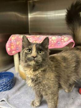 Domestic Long Hair and Domestic Short Hair Cats Available for Adoption in Munster, Indiana - Ash | PetCurious