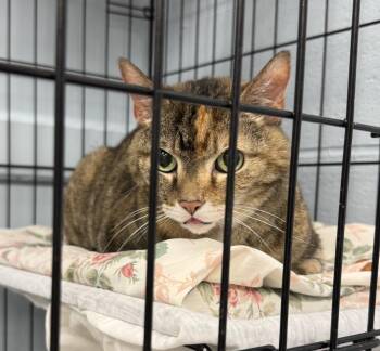 Kitty -  Abyssinian Cat for Adoption in Saint Clairsville, Ohio - Kitty | PetCurious