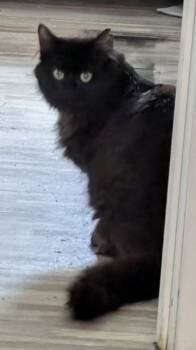 Pepper -  Domestic Long Hair Cat for Adoption in Troy, Michigan - Pepper | PetCurious