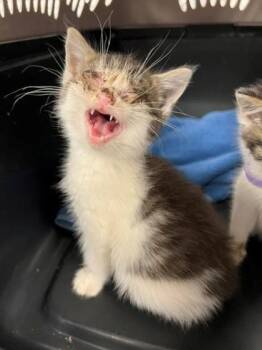 Rye -  Domestic Short Hair Cat for Adoption in Gastonia, North Carolina - Rye | PetCurious