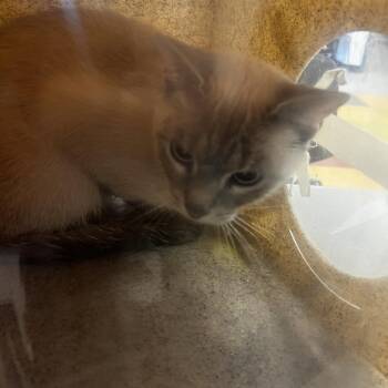 Sagwa -  Domestic Short Hair Cat for Adoption in Philadelphia, Pennsylvania - Sagwa | PetCurious