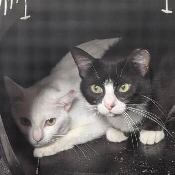 Cleo -  Domestic Short Hair Cat for Adoption in Spokane, Washington - Cleo | PetCurious