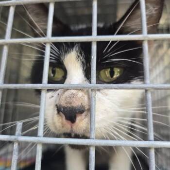 Mackenzie -  Domestic Short Hair Cat for Adoption in Bristol, Indiana - Mackenzie | PetCurious