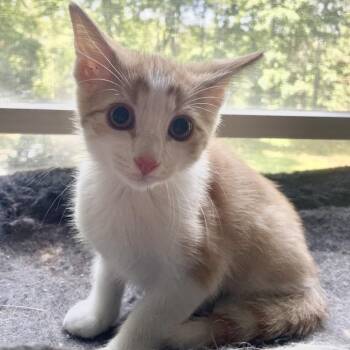 Domestic Short Hair Cats Available for Adoption in Fredericksburg, Virginia - The Hunger | PetCurious