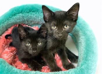 TOOTHLESS -  Domestic Short Hair Cat for Adoption in Fort Lauderdale, Florida - TOOTHLESS | PetCurious