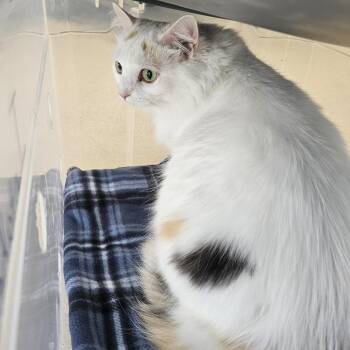 Domestic Medium Hair Cats Available for Adoption in Evansville, Indiana - Chantilly Lace (Tilly) | PetCurious