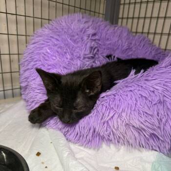 Rescue Domestic Short Hair Cats for Adoption - Stamp | PetCurious